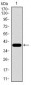RPL18A Antibody